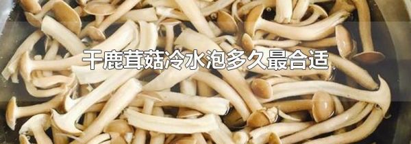 干鹿茸菇冷水泡多久最合适
