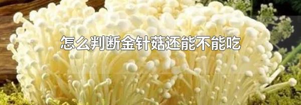 怎么判断金针菇还能不能吃