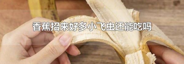 香蕉招来好多小飞虫还能吃吗