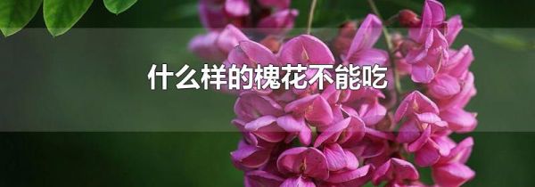 什么样的槐花不能吃
