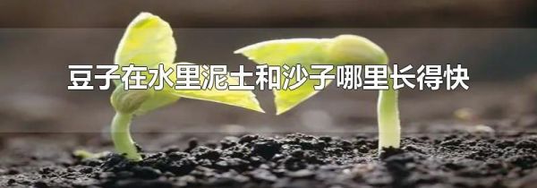 豆子在水里泥土和沙子哪里长得快