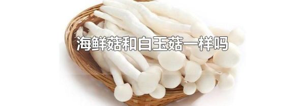 海鲜菇和白玉菇一样吗