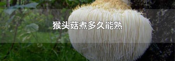 猴头菇煮多久能熟