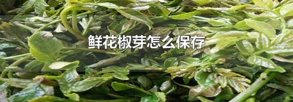 鲜花椒芽怎么保存