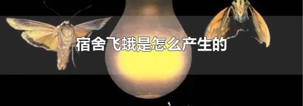 宿舍飞蛾是怎么产生的