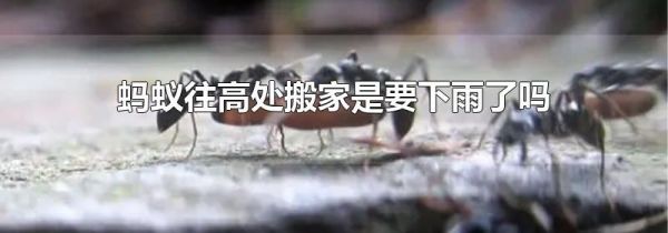 蚂蚁往高处搬家是要下雨了吗