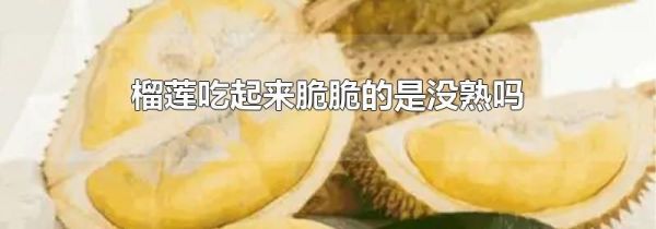 榴莲吃起来脆脆的是没熟吗