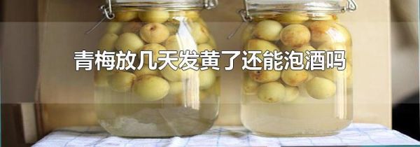 青梅放几天发黄了还能泡酒吗