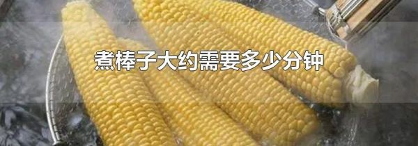 煮棒子大约需要多少分钟