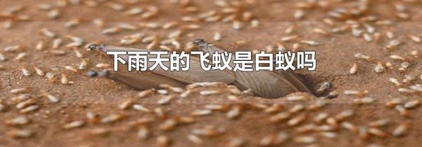 下雨天的飞蚁是白蚁吗