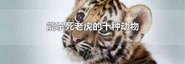 能杀死老虎的十种动物