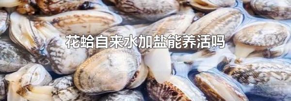 花蛤自来水加盐能养活吗