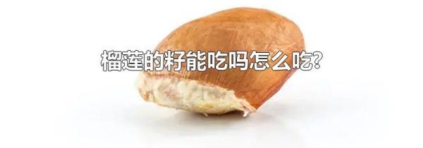 榴莲的籽能吃吗怎么吃?