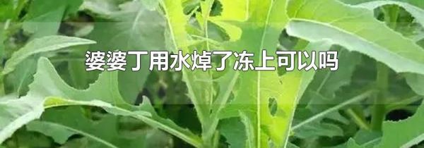 婆婆丁用水焯了冻上可以吗