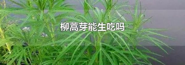 柳蒿芽能生吃吗