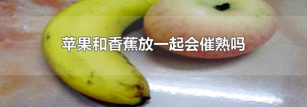 苹果和香蕉放一起会催熟吗