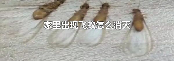 家里出现飞蚁怎么消灭