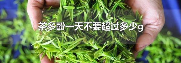 茶多酚一天不要超过多少g