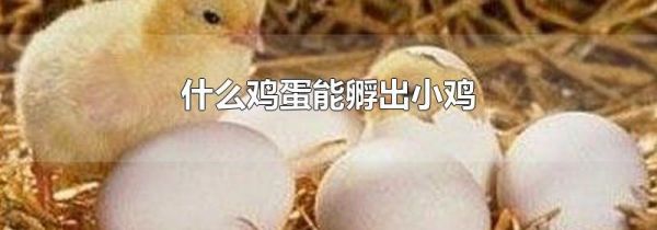 什么鸡蛋能孵出小鸡