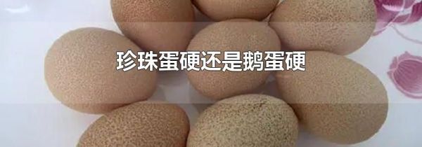 珍珠蛋硬还是鹅蛋硬