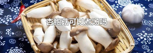 杏鲍菇可以煮汤吗