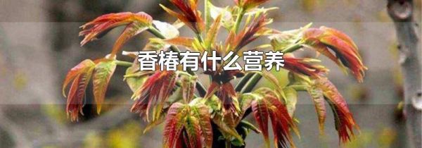 香椿有什么营养