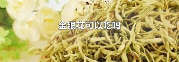 金银花可以吃吗