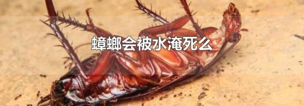 蟑螂会被水淹死么