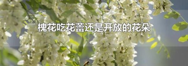 槐花吃花蕾还是开放的花朵