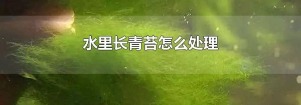 水里长青苔怎么处理