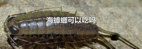 海蟑螂可以吃吗