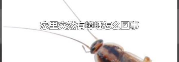 家里突然有蟑螂怎么回事