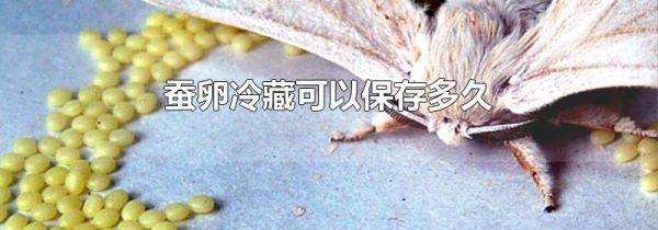 蚕卵冷藏可以保存多久