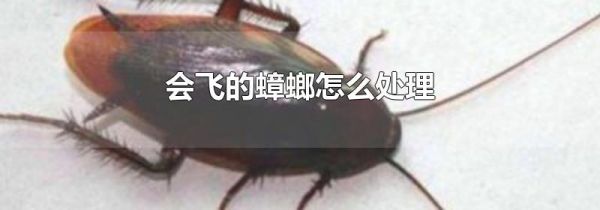 会飞的蟑螂怎么处理