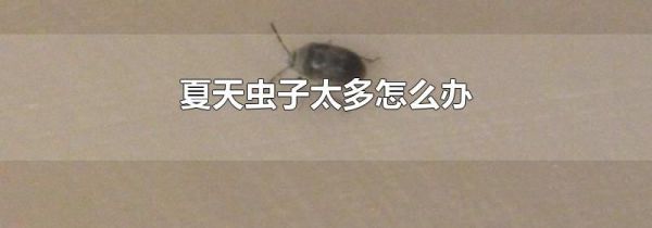 夏天虫子太多怎么办