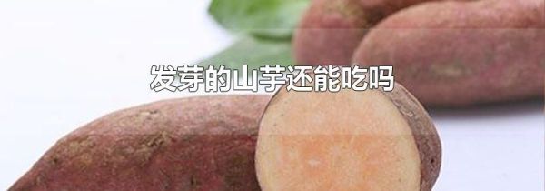 发芽的山芋还能吃吗