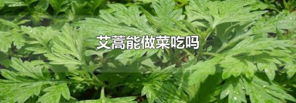 艾蒿能做菜吃吗