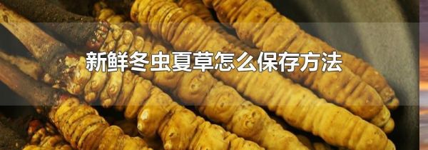 新鲜冬虫夏草怎么保存方法