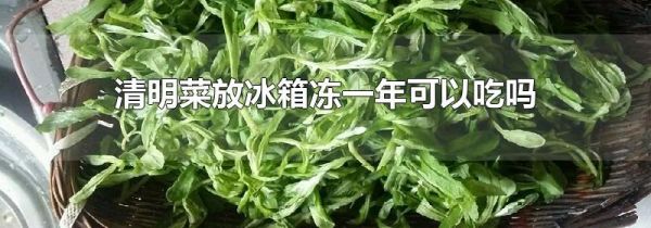 清明菜放冰箱冻一年可以吃吗