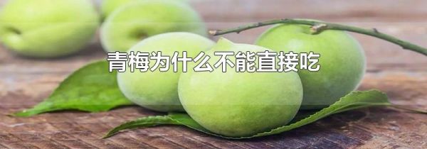 青梅为什么不能直接吃