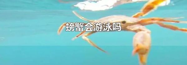 螃蟹会游泳吗