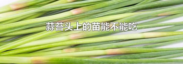 蒜苔头上的苗能不能吃
