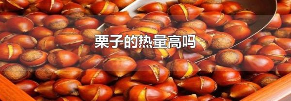 栗子的热量高吗