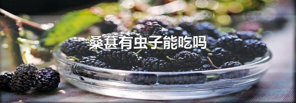 桑葚有虫子能吃吗