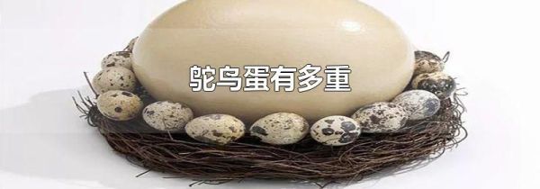 鸵鸟蛋有多重