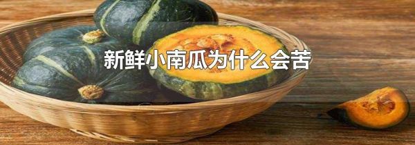 新鲜小南瓜为什么会苦