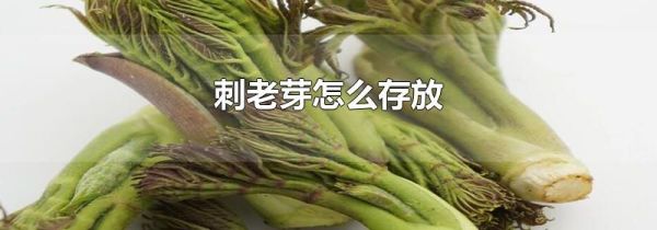 刺老芽怎么存放
