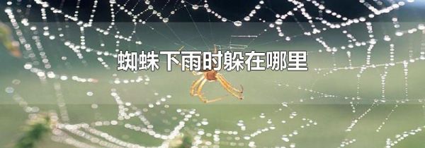 蜘蛛下雨时躲在哪里
