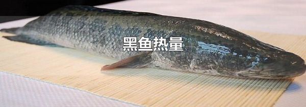 黑鱼热量