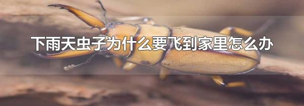 下雨天虫子为什么要飞到家里怎么办